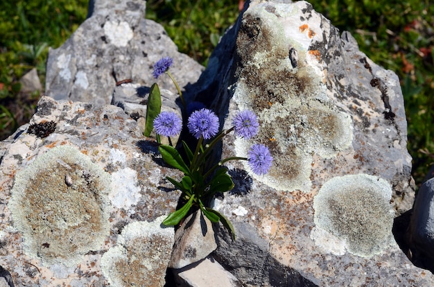 Globularia nudicaulis flores que crecen en rocas