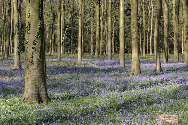 Glockenblumen in Wepham Wood