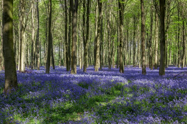 Glockenblumen in Wepham Wood