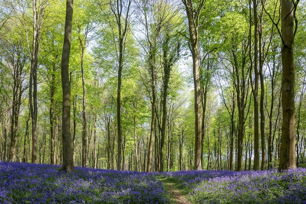 Glockenblumen in Wepham Wood