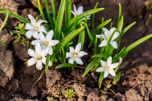 Gloria blanca de la nieve chionodoxa luciliae flores en primavera