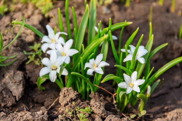 Glória branca da neve flores chionodoxa luciliae na primavera