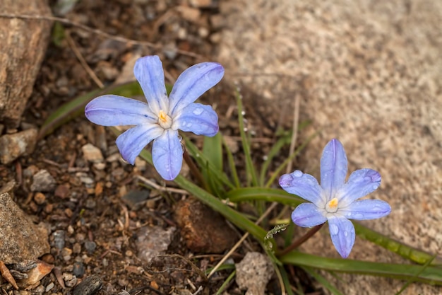 Glória-da-neve, chionodoxa forbesii. Vida selvagem