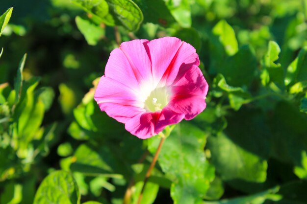 Glória-de-rosa da manhã no jardim