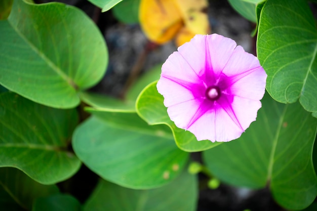 Foto gloria de la mañana, flores floreciendo al sol en la playa al amanecer