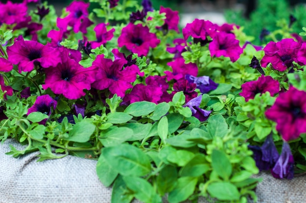 Gloria de la mañana de flores moradas en una olla