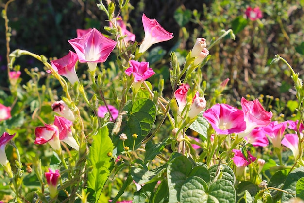 Gloria de la mañana rosa en el jardín