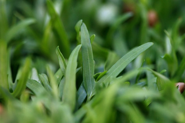 Gloria de la mañana en vivero de verduras, primer plano, macro, microgreen orgánico