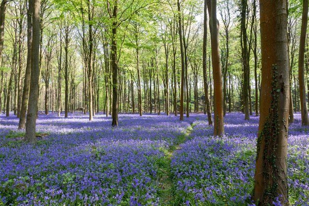 Glorioso dia de primavera em Wepham Woods