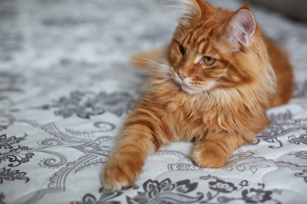 Glorioso gato malhado vermelho maine coon sentado no sofá. Espaço para texto