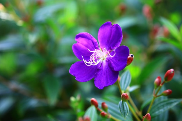 Glory Bush oder PrincessFlower blüht in der Nähe von Lila mit blauen Blumen, die im Garten blühen