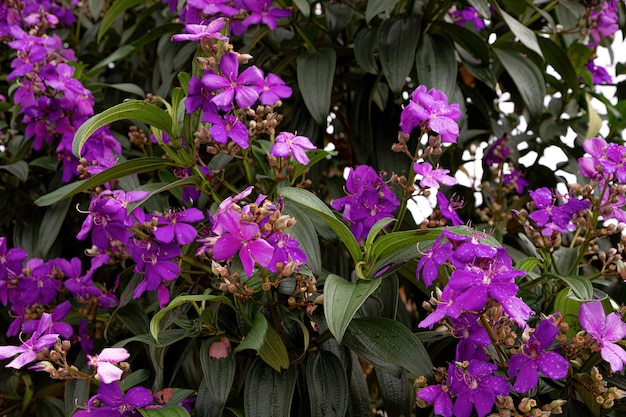 Glory Bush Árbol de la especie Pleroma granulosum