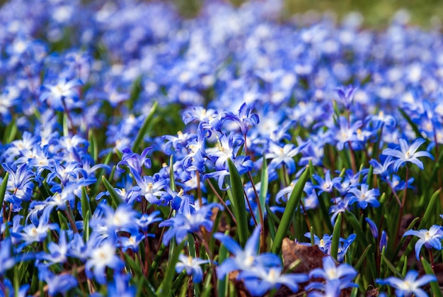 Gloryofthesnow blue Squill flores en pradera de primavera