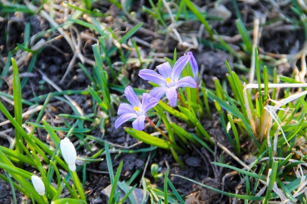 Gloryofthesnow chionodoxa luciliae blüht im Frühling