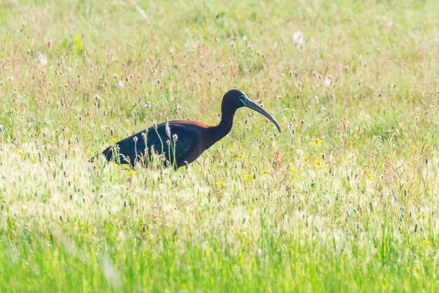 Glossy Ibis Plegadis falcinellus aves zancudas en hábitat natural