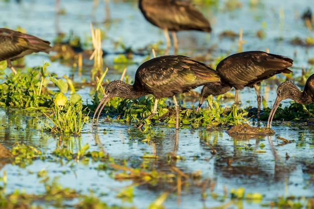 Glossy ibis (plegadis falcinellus) em um campo de arroz no parque natural Albufera de Valência, Valência, Espanha.