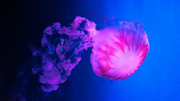 Glow medusa chrysaora plocamia em água azul Teriologia de mergulho vida submarina