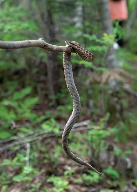 Gloydius halys em uma vara na floresta