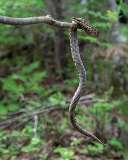 Gloydius halys en un palo en el bosque