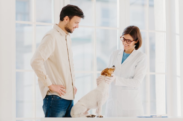 Glücklich erfahrene Tierärztin untersucht Jack Russell Terrier Hund, gibt Ratschläge, wie man sich um Tier kümmert