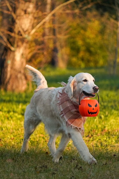 Glücklich lächelnder Golden Retriever in einem karierten Bandana mit Jack o Lantern