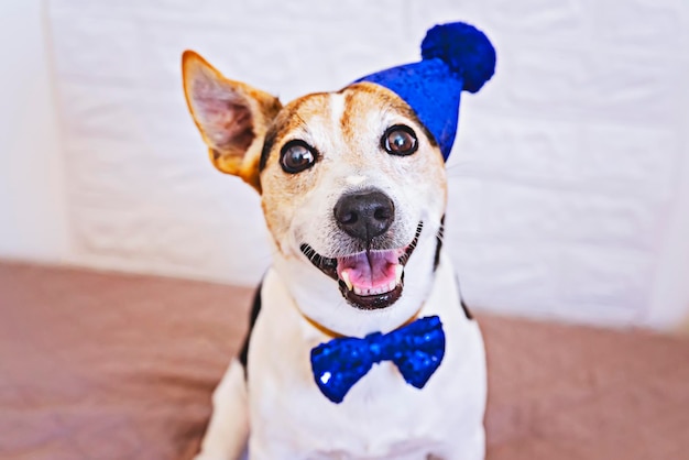 Glücklich lächelndes Hundegesicht in blauer Schleife und Geburtstagsmütze auf dem Kopf Happy Barkday