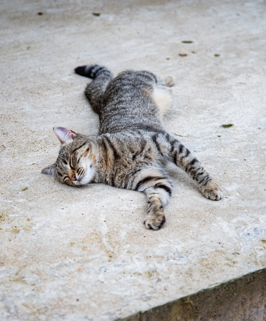 Glücklich liegt die graue Katze draußen auf dem Beton