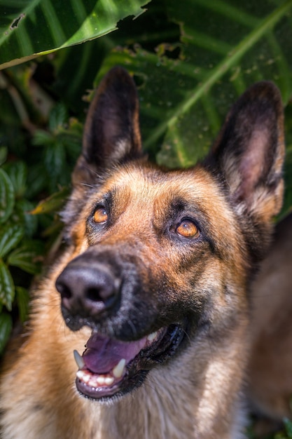 Glücklich neugierig schaut auf, Hund Deutscher Schäferhund, isolierter Kopierraum.