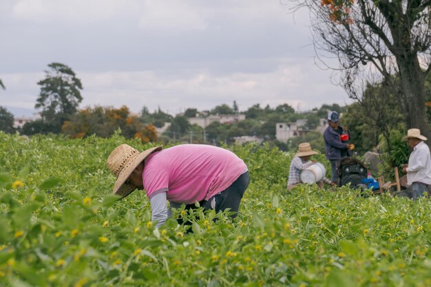 Glückliche Bauern, die Tomatillos auf dem Feld sammeln