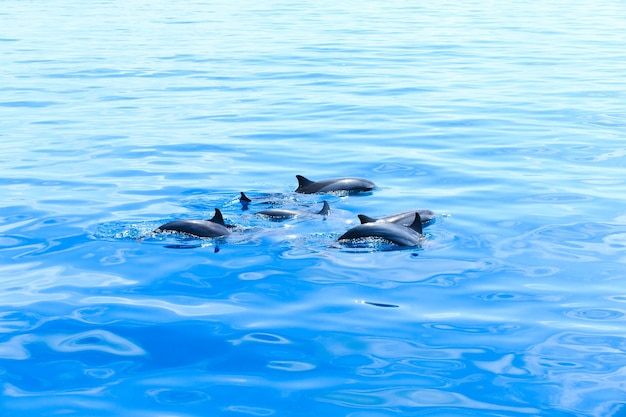 Glückliche Delfine im Wasser