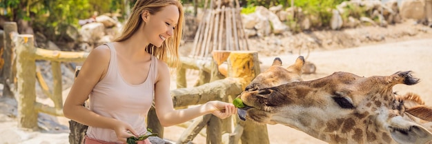 Glückliche Frau beobachtet und füttert Giraffen im Zoo Sie amüsiert sich mit Tieren im Safaripark an einem warmen Sommertag