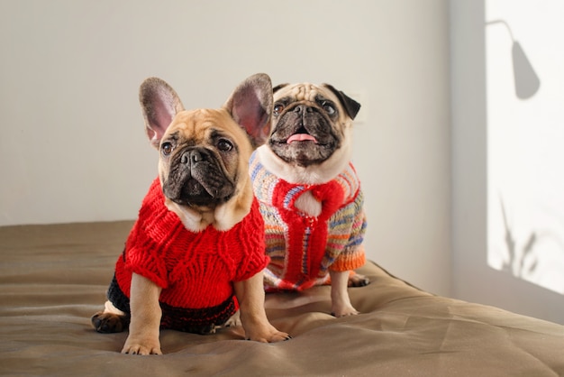 Glückliche Haustiere Mops Hund und französische Bulldogge gekleidet in gestrickten Pullovern zu Hause warten auf ihren Besitzer. Lustige Hunde bereit zum Ausgehen. Hundekleidung, Mode