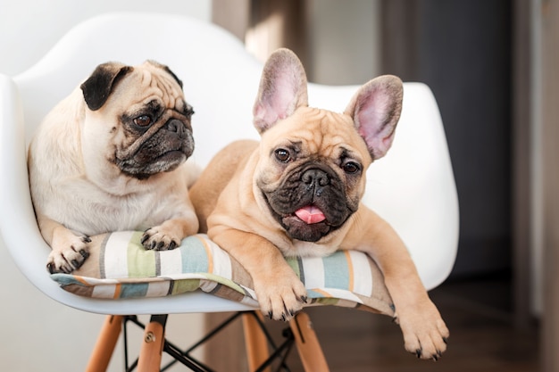 Glückliche Haustiere Mops Hund und französische Bulldogge sitzen auf einem Stuhl und betrachten die Kamera. Hunde warten in der Küche auf Futter