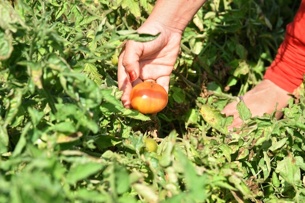 Glückliche junge Frau, die frische Tomaten in Bio-Bauernhof oder Feld pflückt oder untersucht