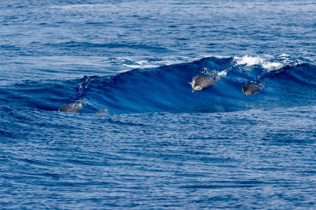 Glückliche junge gestreifte Delfine beim Surfen in der Wellenröhre