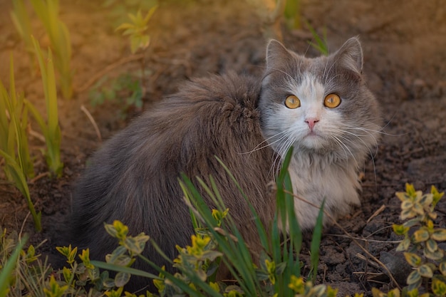 Glückliche junge Katze, die im Freien zwischen Blumen liegt Freude in der Natur Katze, die im Garten zwischen den blühenden Zweigen liegt und träumt