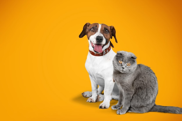 Glückliche junge Katzen und Hunde Haustiere zusammen