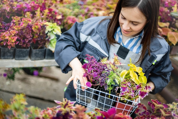 Glückliche junge lächelnde Frau, die mit Blumen im Gewächshaus arbeitet, das mehrfarbige Pflanzen des Kastens hält