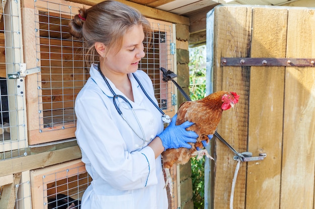 Glückliche junge Tierarztfrau mit Stethoskop, das Huhn auf Ranchwand hält und untersucht. Henne in Tierarzthänden zur Kontrolle in der natürlichen Öko-Farm. Konzept für Tierpflege und ökologische Landwirtschaft.