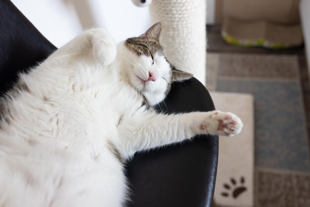 Glückliche Katze, die auf einem Lederstuhl neben einem Kratzbaum liegt