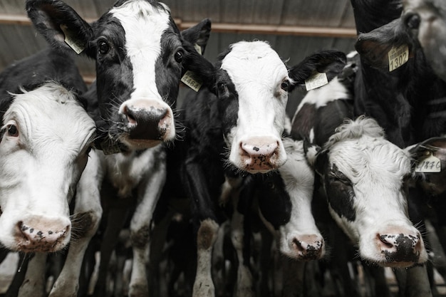 glückliche Kühe auf dem Bauernhof Farm-Business-Konzept Farm-Kuh-Pflege