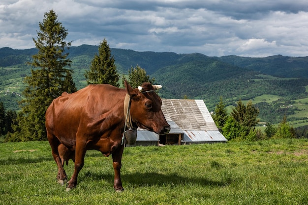 Glückliche Kühe auf der Wiese im Pieniny-Gebirge Polen