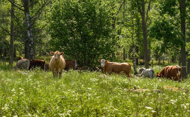 Glückliche Kühe auf grüner Sommerweide in Schweden.