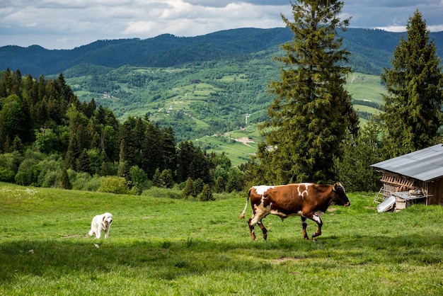 Glückliche Kühe, die auf grünem Gras im Pieniny-Gebirge-Park Polen grasen