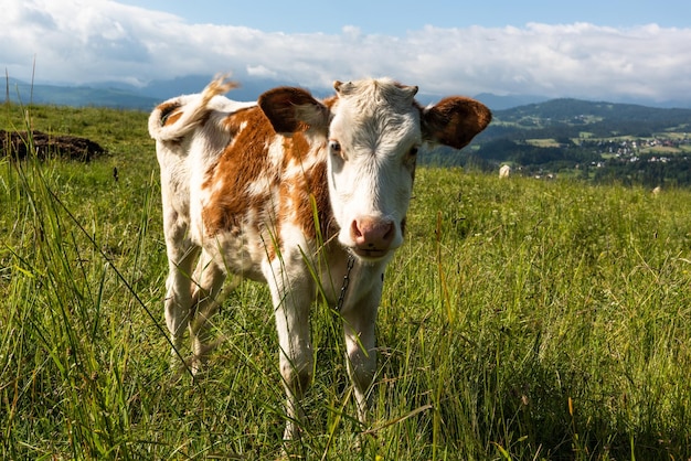 Glückliche Kuh auf grünem Gras in der Sommersaison