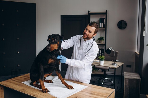 Glückliche männliche Tierärzte untersuchen den Hund in der Klinik