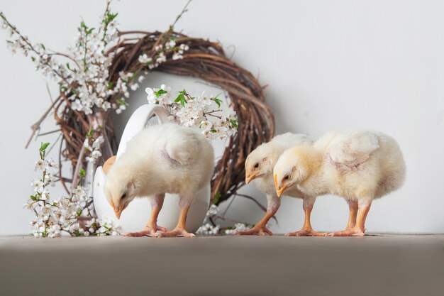 Glückliche Oster-Grüßkarte Hühner-Eier Frühlingskränze blühende Bäume