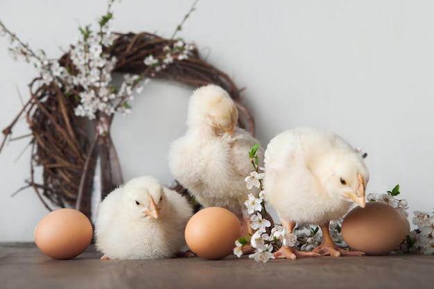 Glückliche Oster-Grüßkarte Hühner-Eier Frühlingskränze blühende Bäume