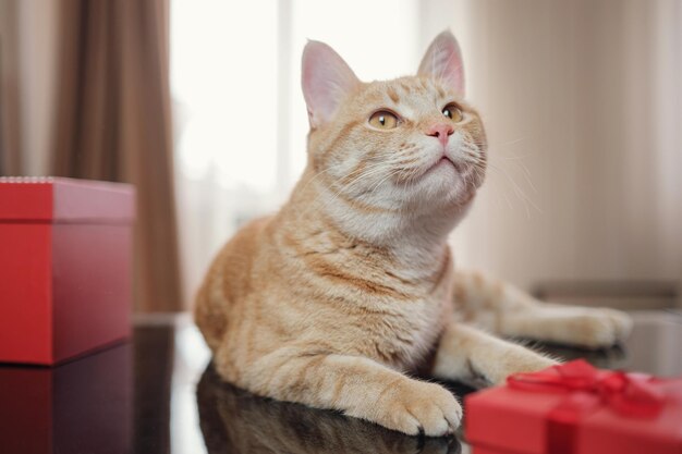 Glückliche rote Katze mit Geschenkboxen auf schwarzem Tisch liegend