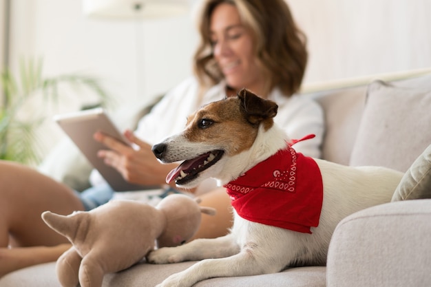 Glückliche schöne Frau mit Hund mit digitalem Tablet auf dem Sofa zu Hause.